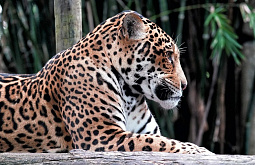 ������� ������� �������� �� �������