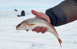 � ��������� ������ ������� ������ ��������� �������