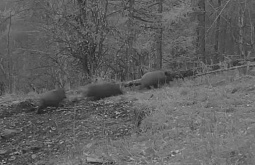 � �������� ������� ������� ���������� ����� ������� 