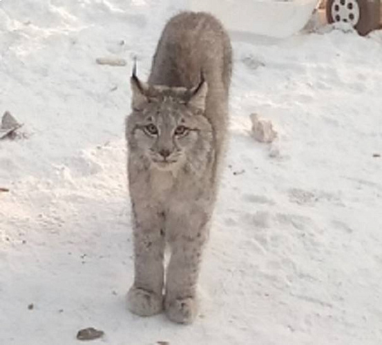 � ���� ������� ���� �������������� � �����