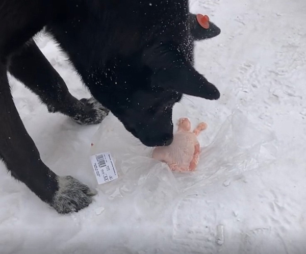 ����-������ ������ ��������� ������������ � ���������� ����� 