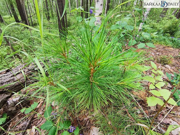 ���� �� �����-������ �������� ��� ������� ������������ 