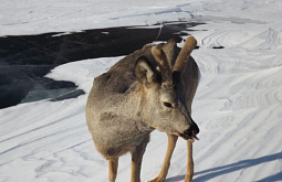 �� ������� �� �������� ����� ������ ������ (����, �����) 