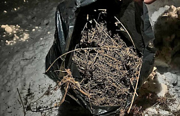 В Бурятии друзья удирали от полицейских на авто с мешками «травки»