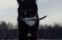 Знаменитый кот-путешественник едет на Байкал