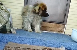 В Бурятии спасают карликовую собаку, ставшую жертвой алчных заводчиков