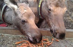 � ��������������� ����� ��������� ����� �� ����-�������