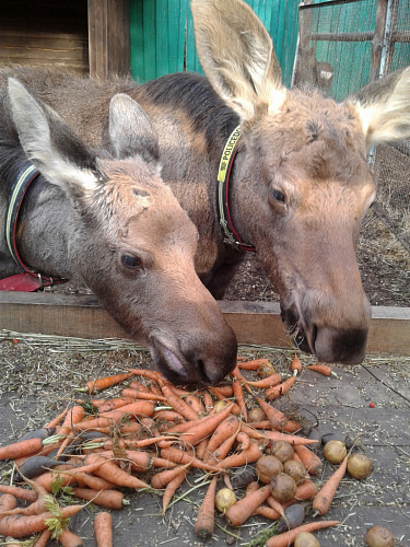 � ��������������� ����� ��������� ����� �� ����-�������