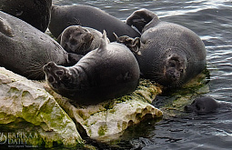 � �������� ������� ����������� �������� � ������� �����