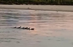 � �������� � ������� ����������� ������ ������� ��� 