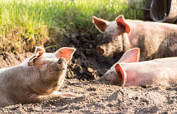В Чите разрешили разводить свиней
