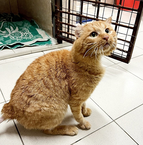 � ����-��� ������ ���� ��� ���������