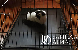 �� ��������� ������� 54 ����� � ������ ����������� �� ����� ���� 