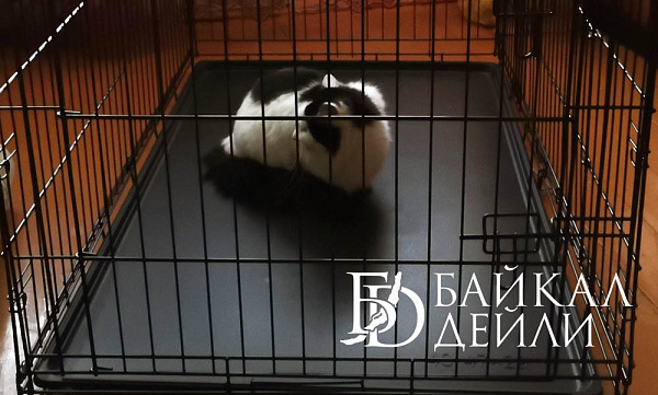 �� ��������� ������� 54 ����� � ������ ����������� �� ����� ���� 