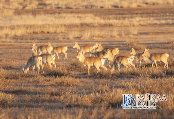 � ���������� ��������� �������� �� ��������