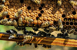 ��������� ������ ����������� � ��������� ������� 