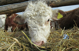 В Бурятии пострадавшие от летней засухи фермеры будут покупать корма в Забайкалье