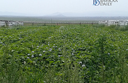 � ������� ����� ������� �������� 