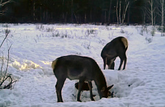 � ��������� ������� ������� ���������� ��������