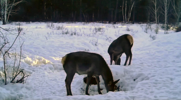 � ��������� ������� ������� ���������� ��������