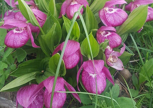 � ������ ������� ������ ������ ��������� �������