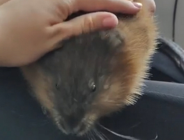 �� ��������� ����-��� �������� �������� �������