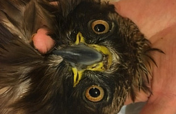 � ��������� ���������� ������� ������� ����-�������