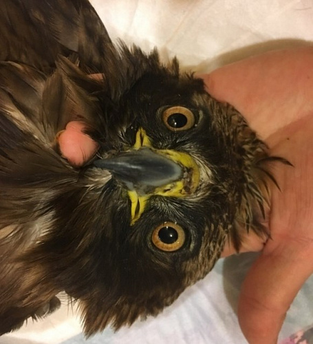 � ��������� ���������� ������� ������� ����-�������