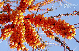 � ������� ������� ������ ��� �� ����������� ������������ ��������