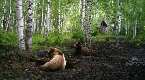 � ����������� ����������� ��������� ��������