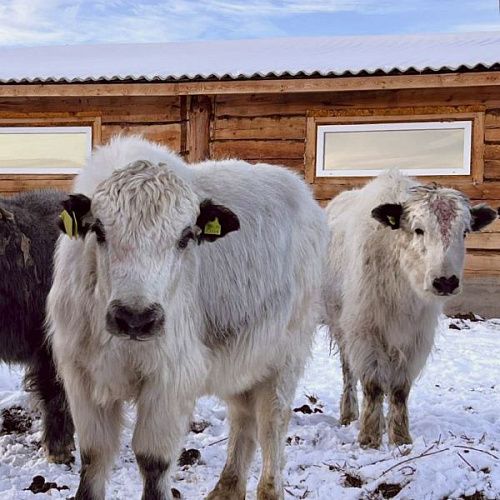 � ����-��� ����� ����� � ���������� ���������� ��� �� �������