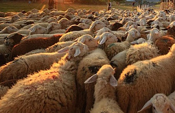 � �������� ������� �� ���������� ����� ���� �� �������