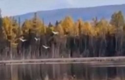В Бурятии сняли на видео лебедей, готовящихся мигрировать 