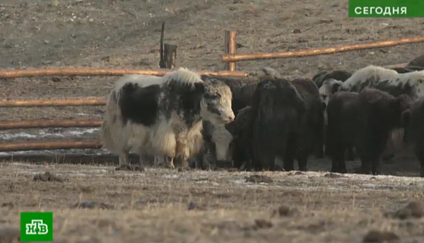 ��� � ������: ��� ���������, ��� ����� ������ � ������� 