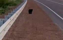 ����-������ �������� ���������� � ��������� 