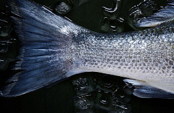 � ������ �������� ������ ������ ��������