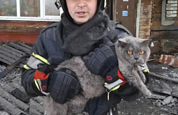 � �������� ���� �����-����������� ������ �� �������� ������