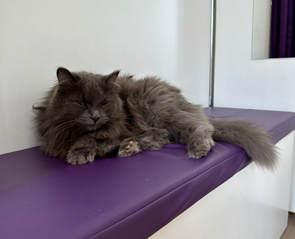  -   -     Wildberries