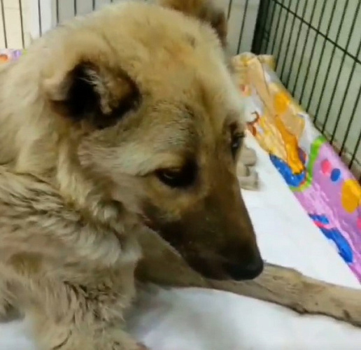 В Улан-Удэ ищут людей для спасения щенка от депрессии