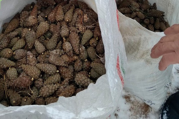 В Бурятии лесники продолжают собирать шишки