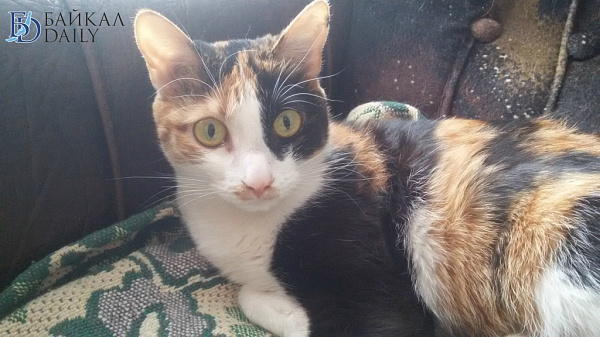 ������� ����-������ �������� � ���������� 81 �����  