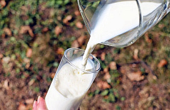 Бурятия примет очередной фестиваль молока