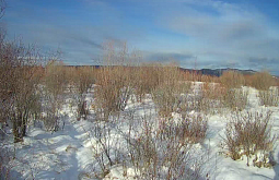 � ������� ������������ ������������ ����������� �� ������ �� ������� 