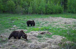 В Тункинском нацпарке выросло количество медведей