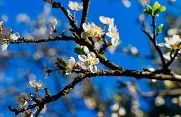 ������� ��� ����� ������