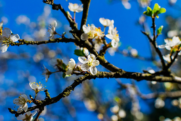 ������� ��� ����� ������