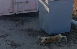 � ����-��� �� �������� ����� ���� ������� ���� 