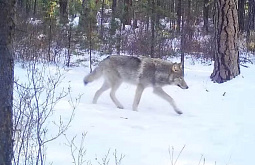 ����������� � ����������� ������� ������ ������