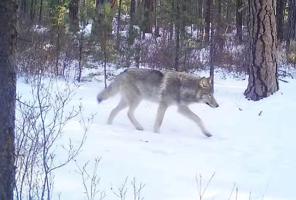 ����������� � ����������� ������� ������ ������