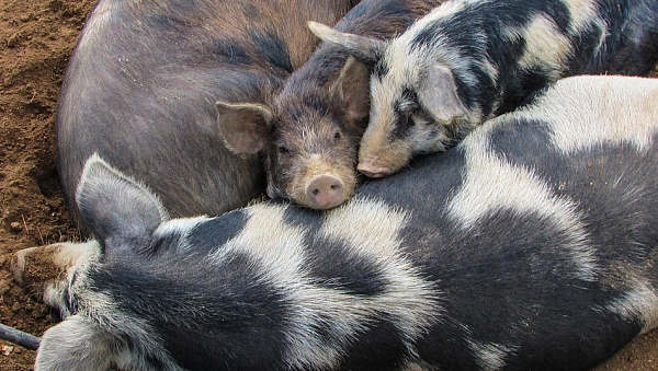 ����� ����������� �������: ���� ������� 130 ����� ������